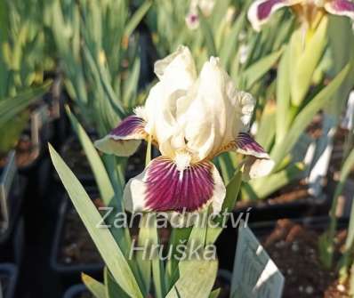 Iris barbata - nana Black Cherry Deligh