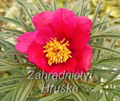 Paeonia tenuifolia