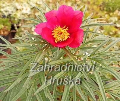 Paeonia tenuifolia