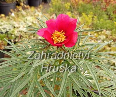 Paeonia tenuifolia