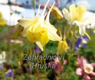 Aquilegia caerulra Spring Magic Yellow