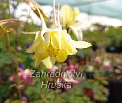 Aquilegia caerulra Spring Magic Yellow