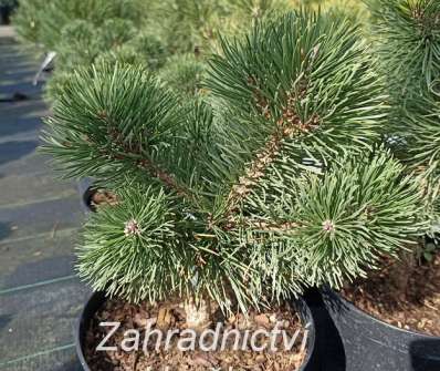 Borovice - Pinus mugo 'March'