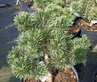 Borovice - Pinus mugo 'March'