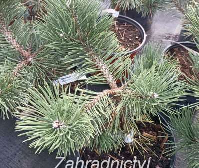 Borovice - Pinus nigra 'Bonsai Kalouš'
