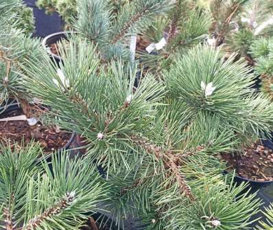 Borovice - Pinus nigra 'Bonsai Kalouš'
