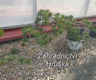 Borovice - Pinus nigra 'Bonsai Kalouš'