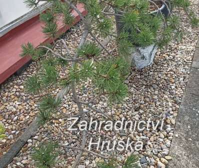 Borovice - Pinus nigra 'Bonsai Kalouš'