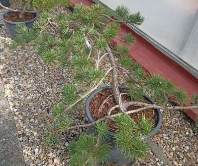 Borovice - Pinus nigra 'Bonsai Kalouš'