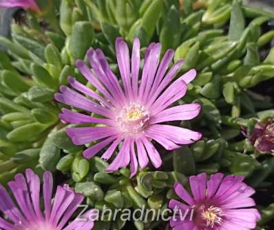Delosperma hybridum Rose Quartz