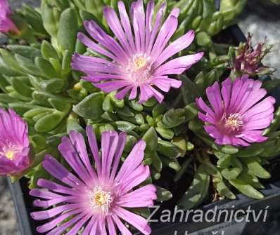 Delosperma hybridum Rose Quartz
