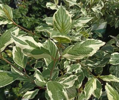 svída - Cornus alba 'Sibirica Variegata'