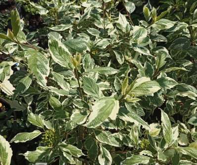 svída - Cornus alba 'Sibirica Variegata'