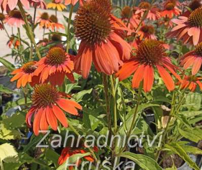 Echinacea Lakota Orange