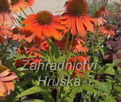 Echinacea Lakota Orange