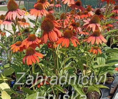 Echinacea Lakota Orange