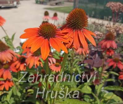 Echinacea Lakota Orange