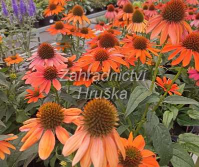 Echinacea Lakota Orange