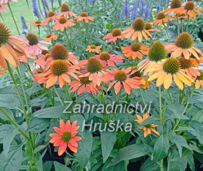 Echinacea Lakota Orange