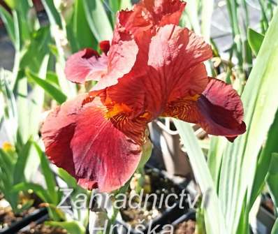 Iris barbata - elatior Chief Wankeshu