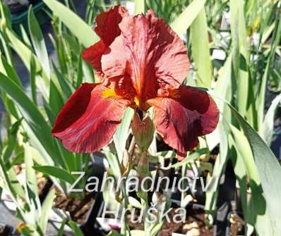 Iris barbata - elatior Chief Wankeshu