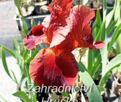Iris barbata - elatior Chief Wankeshu
