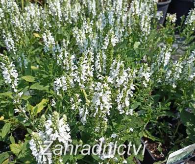 Salvia nemorosa Bordeau White