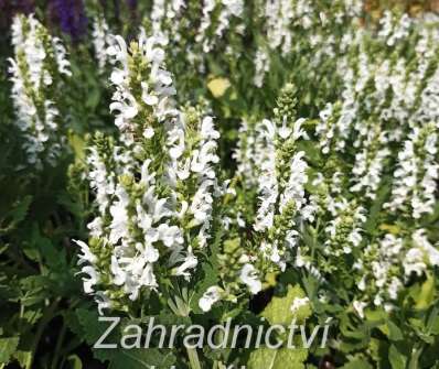 Salvia nemorosa Bordeau White