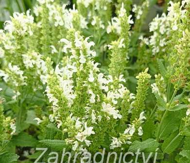 Salvia nemorosa Bordeau White