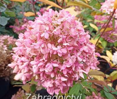 hortenzie - Hydrangea paniculata 'Skyfall'