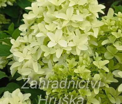 hortenzie - Hydrangea paniculata 'Skyfall'