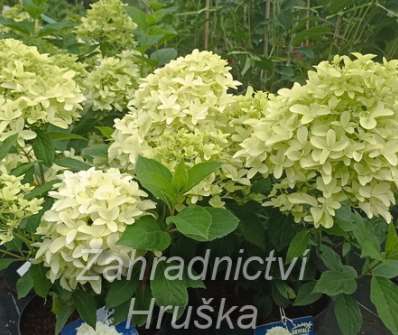 hortenzie - Hydrangea paniculata 'Skyfall'