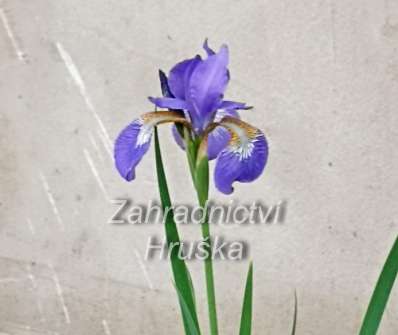 Iris sibirica Blue King