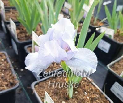 Iris barbata - nana Little Saphire