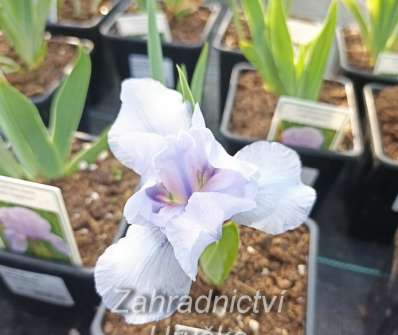 Iris barbata - nana Little Saphire