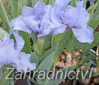 Iris barbata - nana Little Saphire