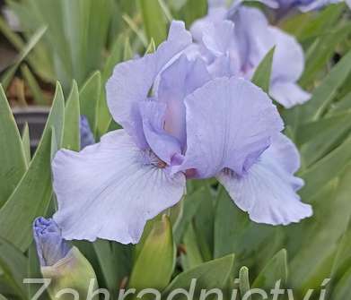 Iris barbata - nana Little Saphire