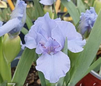 Iris barbata - nana Little Saphire