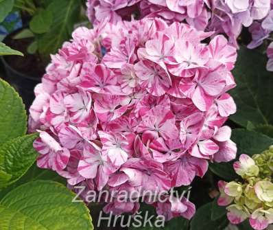 hortenzie - Hydrangea macrophylla 'Sweet Campino'