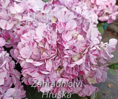 hortenzie - Hydrangea macrophylla 'Sweet Campino'
