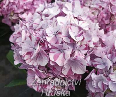 hortenzie - Hydrangea macrophylla 'Sweet Campino'