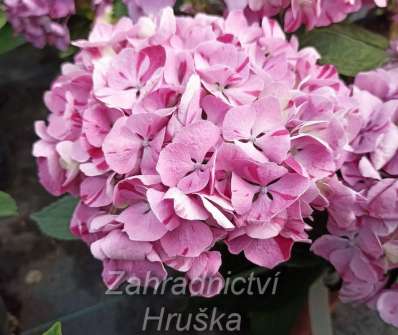 hortenzie - Hydrangea macrophylla 'Sweet Campino'