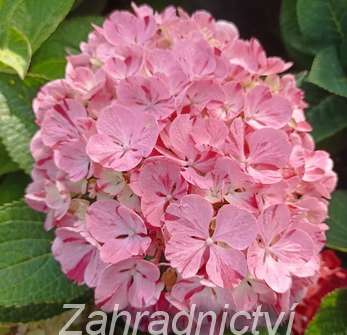 hortenzie - Hydrangea macrophylla 'Sweet Campino'