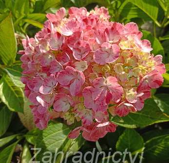 hortenzie - Hydrangea macrophylla 'Sweet Campino'