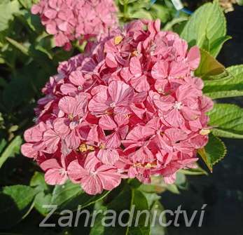 hortenzie - Hydrangea macrophylla 'Sweet Campino'