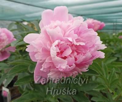 Paeonia lactiflora Edulis Superba