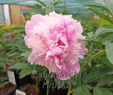 Paeonia lactiflora Edulis Superba