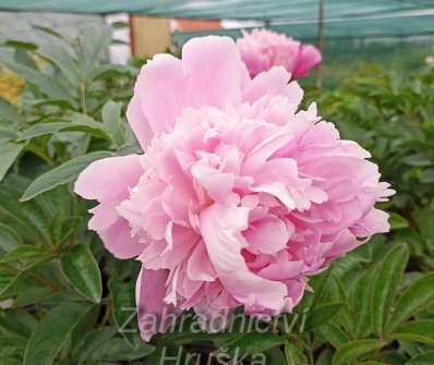 Paeonia lactiflora Edulis Superba