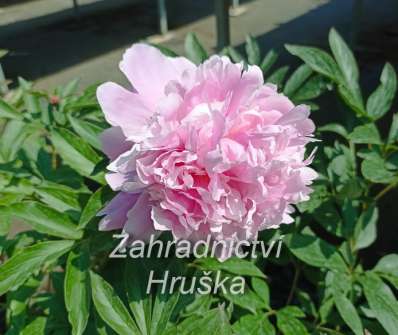 Paeonia lactiflora Edulis Superba