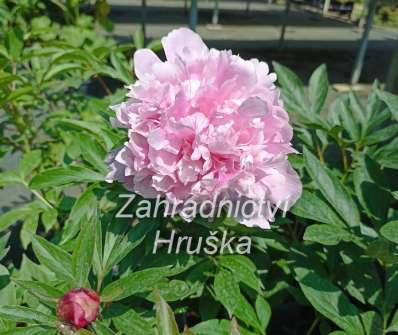 Paeonia lactiflora Edulis Superba